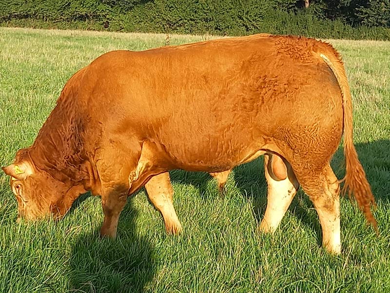Verkaufsbulle Lorenz