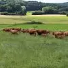 ZBH Jahresversammlung bei Familie Bopper in Lohra-Rodenhausen