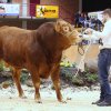 Fleischrindertag 2020 &quot;Die Auktion&quot;